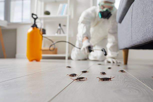 Post-Treatment Bed Bug Interceptor Monitoring in Fifth Street